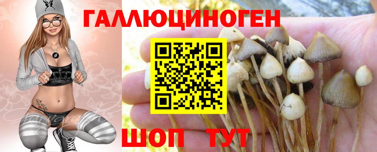 Свободный  Галлюциногенные грибы Psilocybe  Вход с VPN 